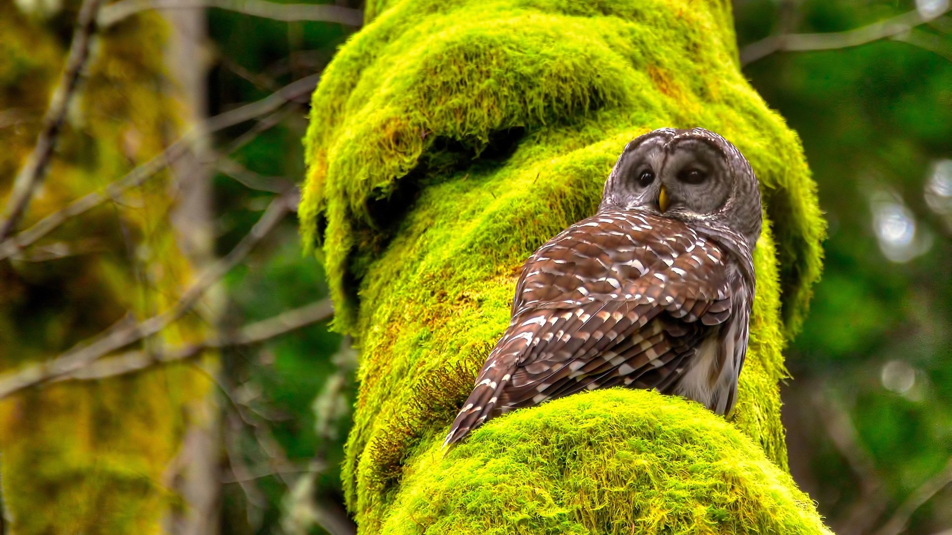 kaiyun.com-_瞭望者锦标赛：风景与运动的完美融合_，万国觉醒金武将