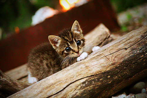 开云体育中国官网-_自主研发智能跑步机：科技助力全民健康_，智能跑步机app