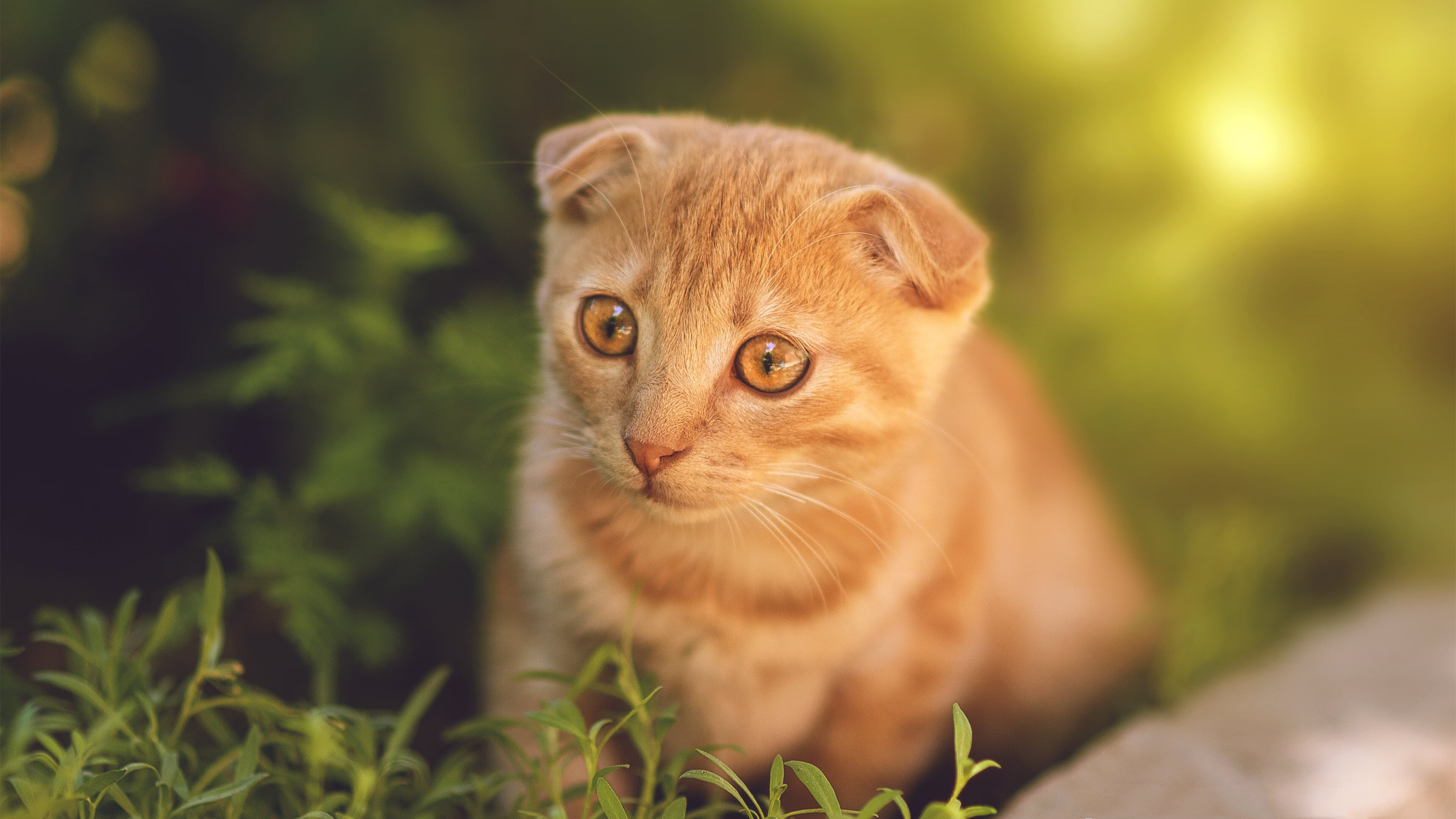 kaiyun.com-“中超豪门引援再升级，争夺联赛桂冠”，中超 巨星