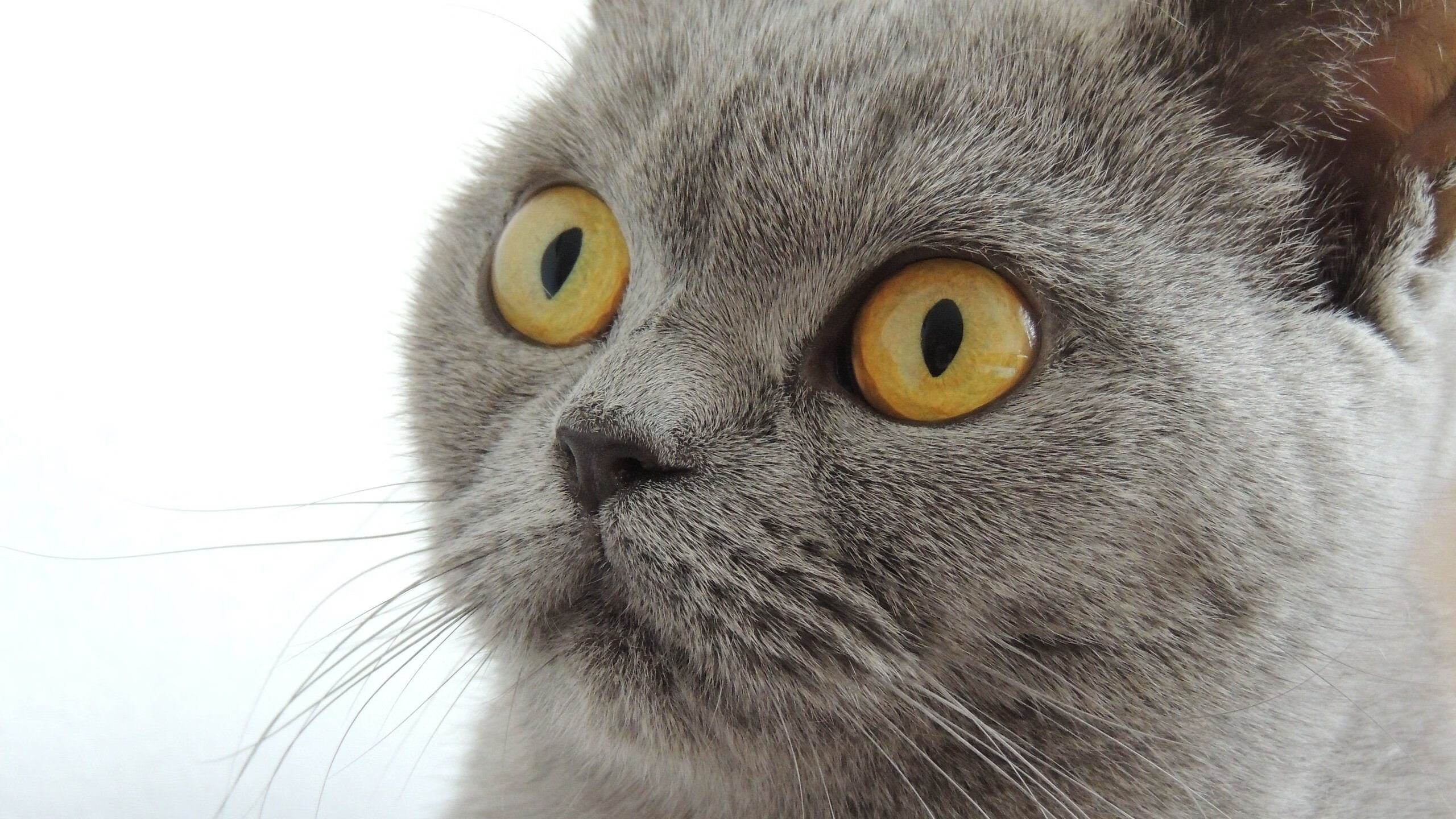 Kaiyun官方登录入口-“法甲争夺激烈,积分榜上演精彩大逆转”,法甲积分榜榜