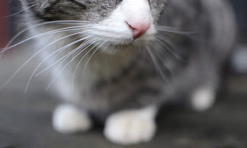 开云竞猜官网-意甲战术演变，球员分享赛前准备与场上调整经验，意甲的赛制  第2张